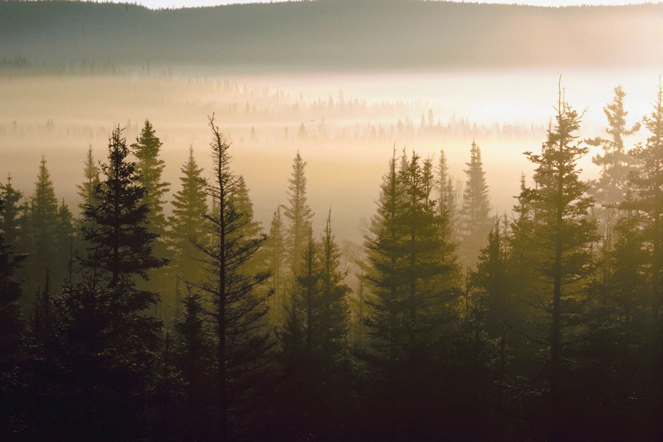 Forest of trees