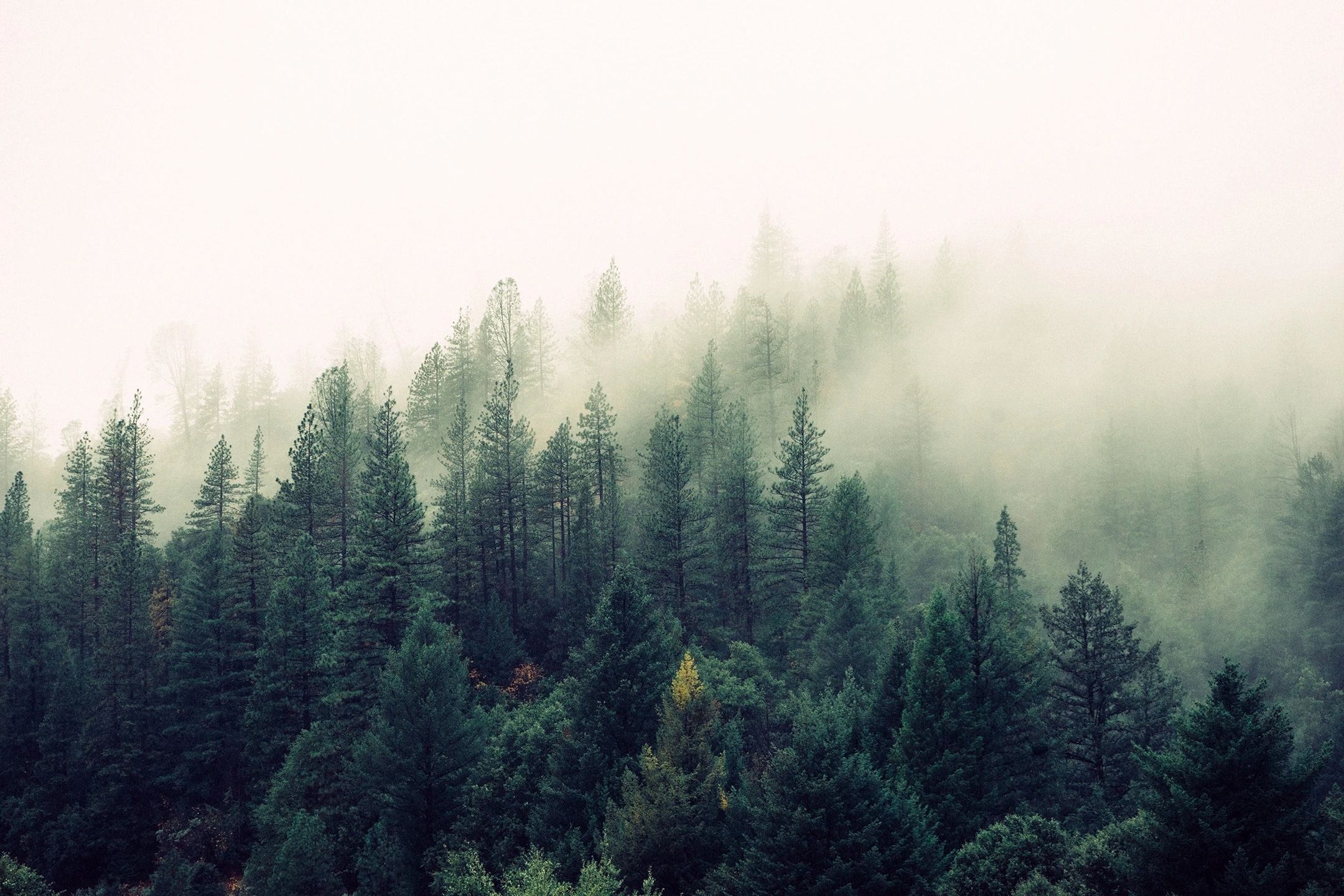 woodland in mist